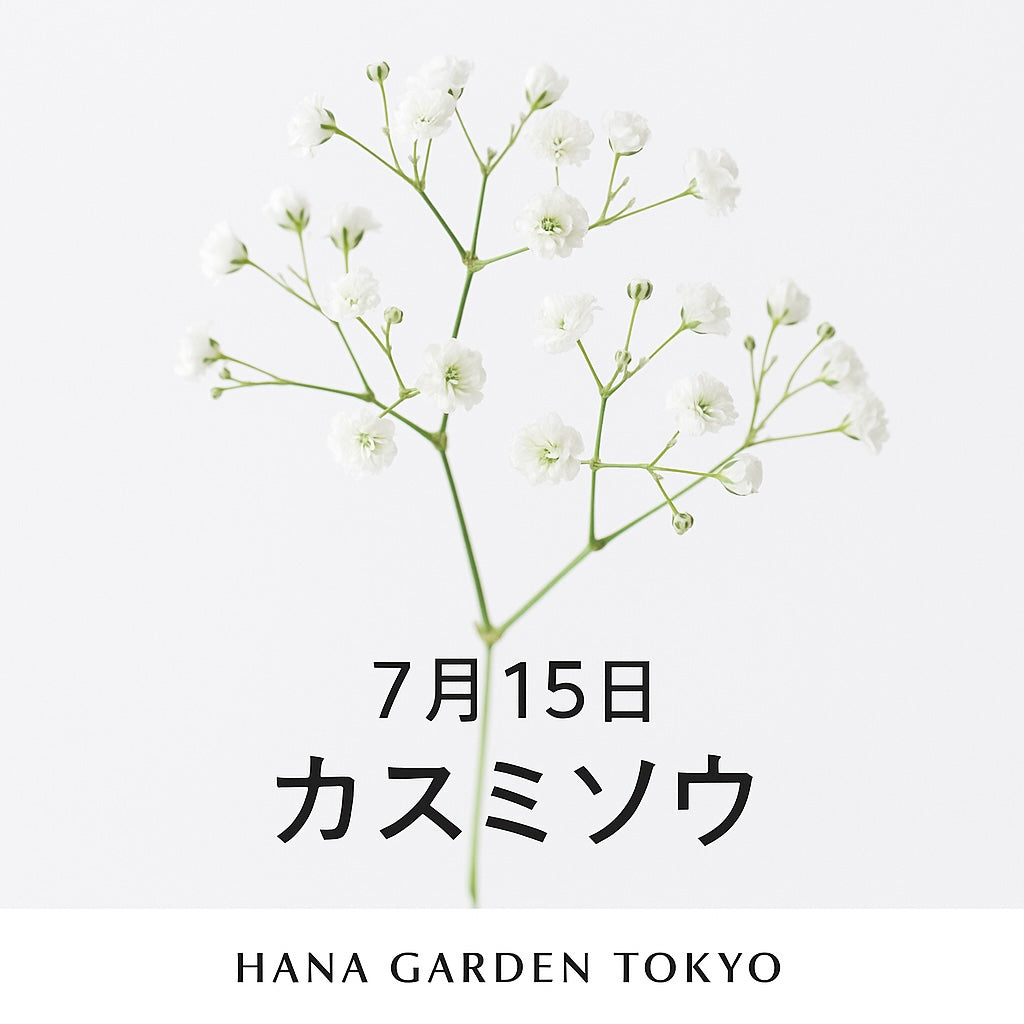 7月15日の誕生花はカスミソウ｜清らかさと優しさをそっと添えて