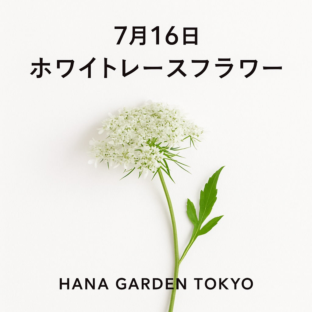 7月16日の誕生花はホワイトレースフラワー｜繊細で可憐な雰囲気をまとう花