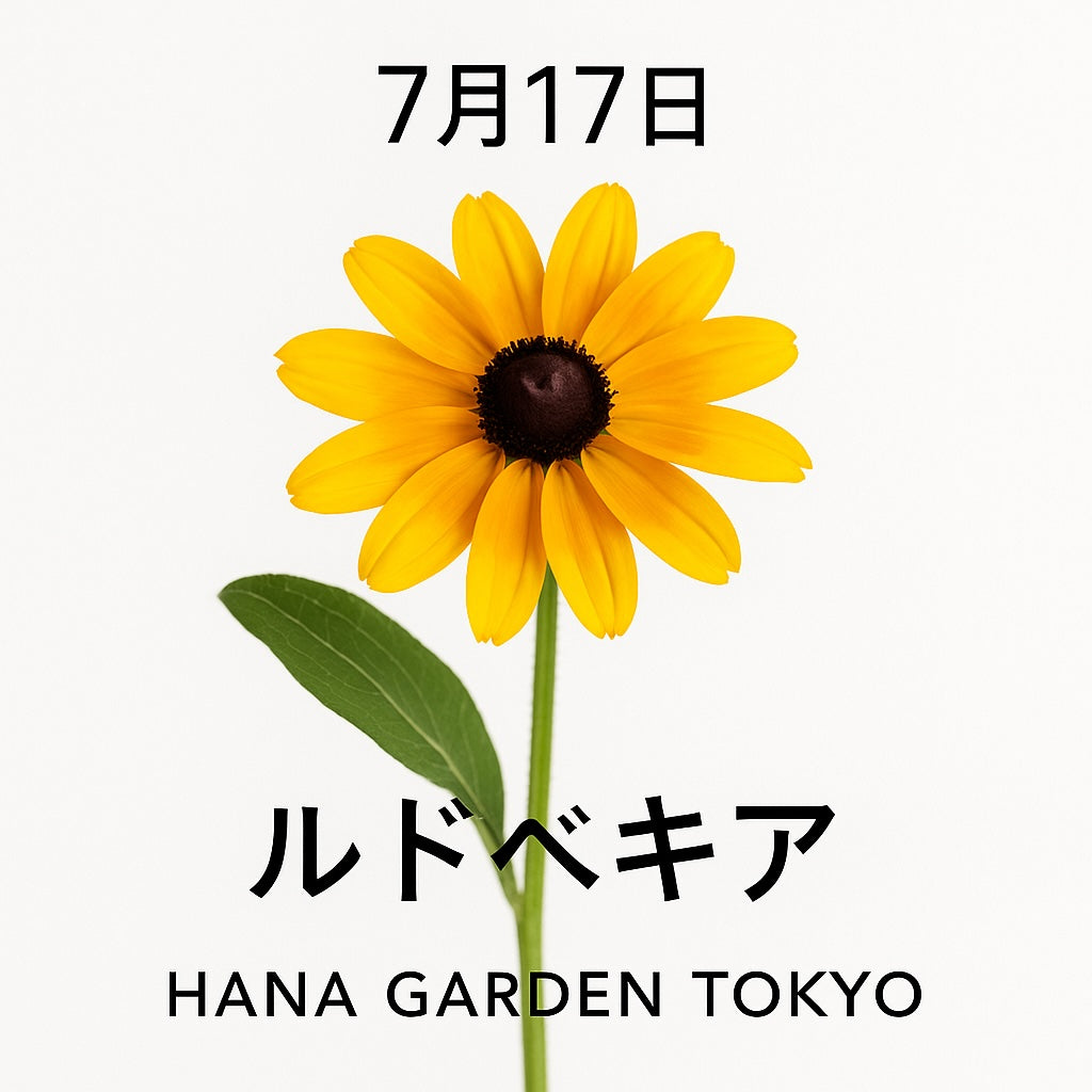 7月16日の誕生花はルドベキア｜明るく元気な印象で、夏の太陽を思わせる花姿が魅力