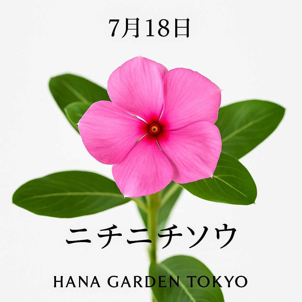 7月18日の誕生花はニチニチソウ（日々草） ｜明るい色合いと長く咲き続ける姿から、夏を代表する花として親しまれています