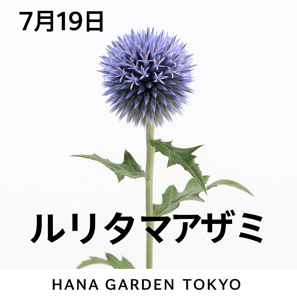 7月19日の誕生花はルリタマアザミ｜球状に咲くユニークな花姿と、涼しげなブルーが夏に映える魅力の一輪です