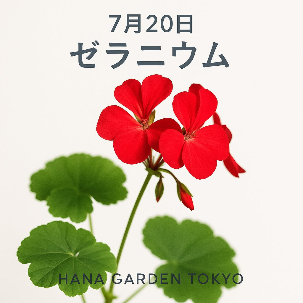 7月20日の誕生花はゼラニウム｜彩り豊かで元気をくれる身近な花