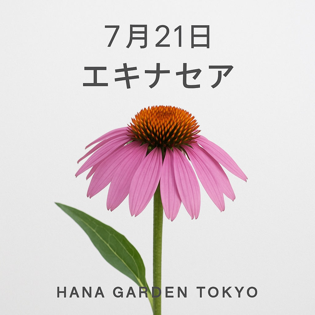 7月21日の誕生花はエキナセア｜可憐さと力強さをあわせ持つ、癒しの存在