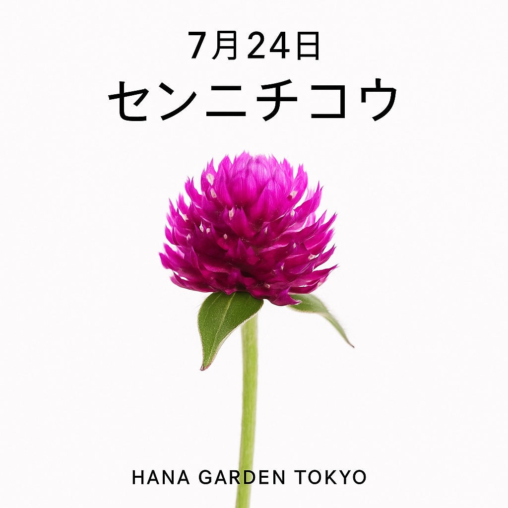7月24日の誕生花はセンニチコウ｜鮮やかな色を長く楽しめる、夏の定番フラワー