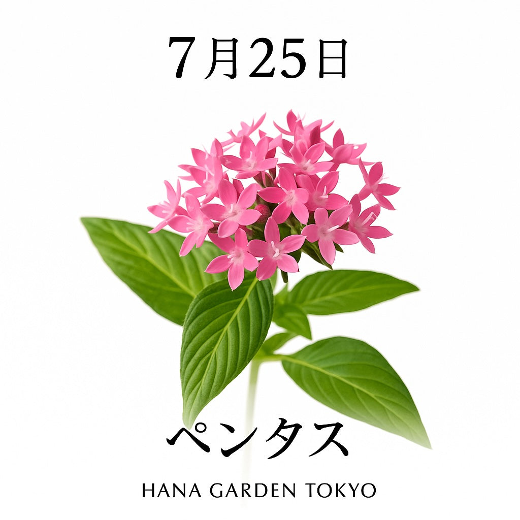 7月25日の誕生花はペンタス｜星形の小花が集まった、愛らしく鮮やかな花姿が魅力