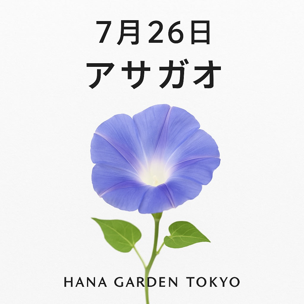 7月26日の誕生花はアサガオ｜涼やかな佇まいで、夏の朝を彩る風情ある花