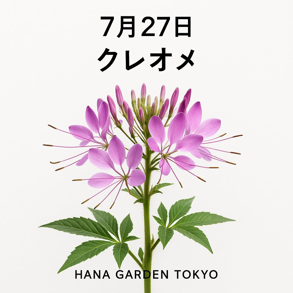 7月27日の誕生花はクレオメ｜蝶のような花姿が魅力、幻想的な夏の花