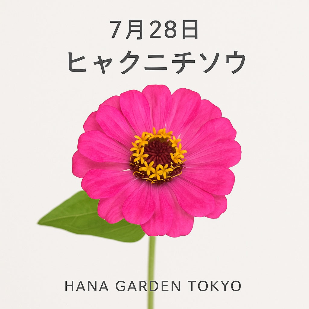 7月28日の誕生花はヒャクニチソウ｜長く咲き続ける姿に、変わらぬ心を託して