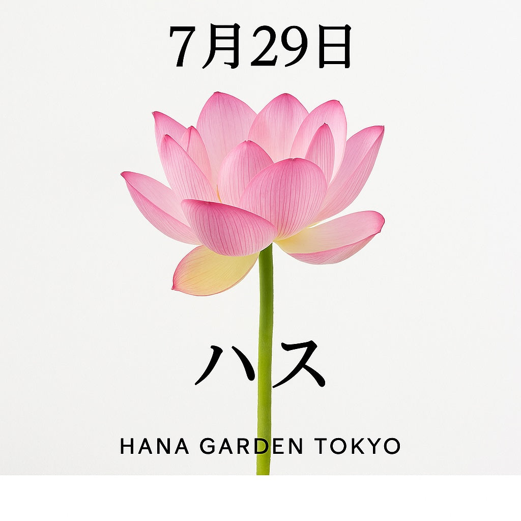 7月29日の誕生花はハス｜清らかで凛とした美しさが魅力の神秘的な花