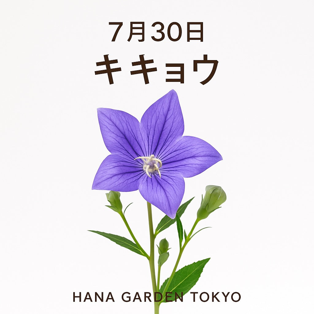 7月30日の誕生花はキキョウ｜凛とした美しさと、誠実な想いを象徴する和の花