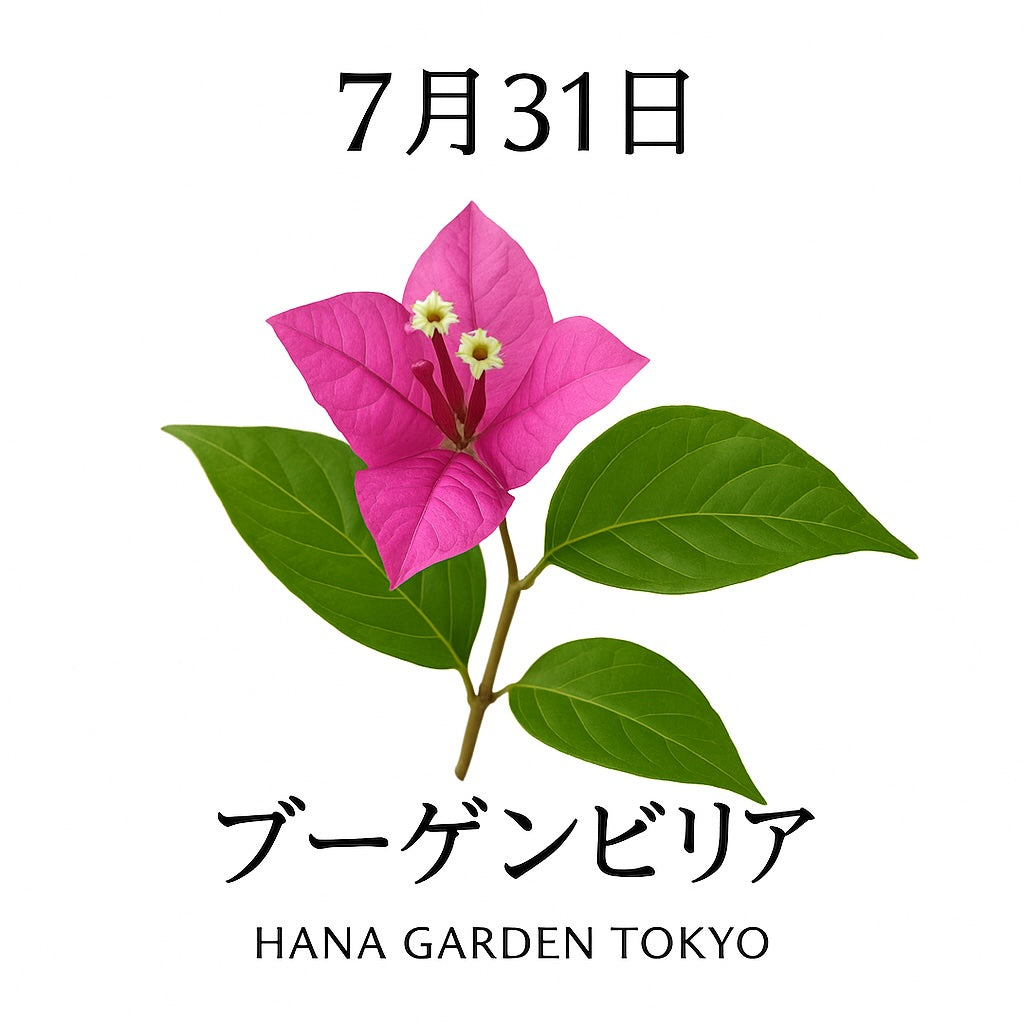 7月31日の誕生花はブーゲンビリア｜情熱と魅力を宿す、夏の彩り豊かな花