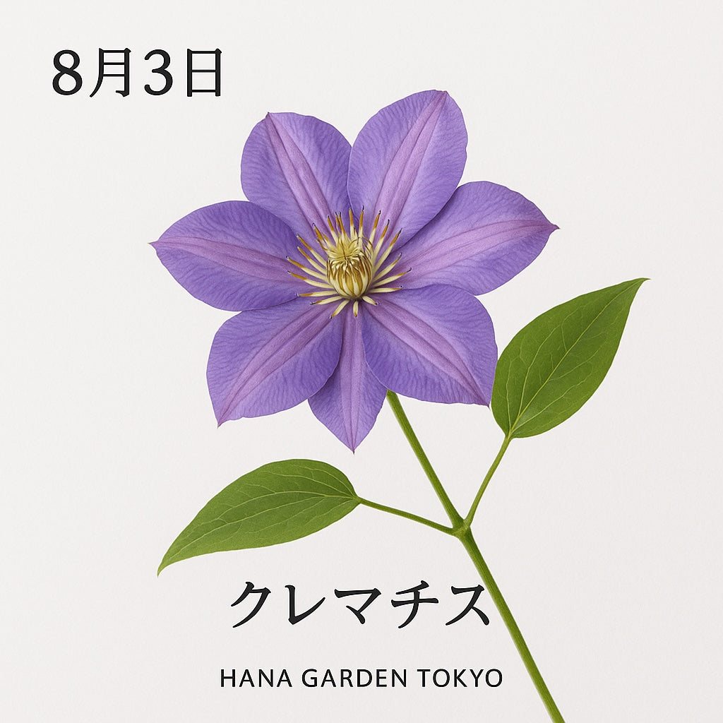 8月3日の誕生花はクレマチス｜気品と奥ゆかしさを秘めたつる性の花