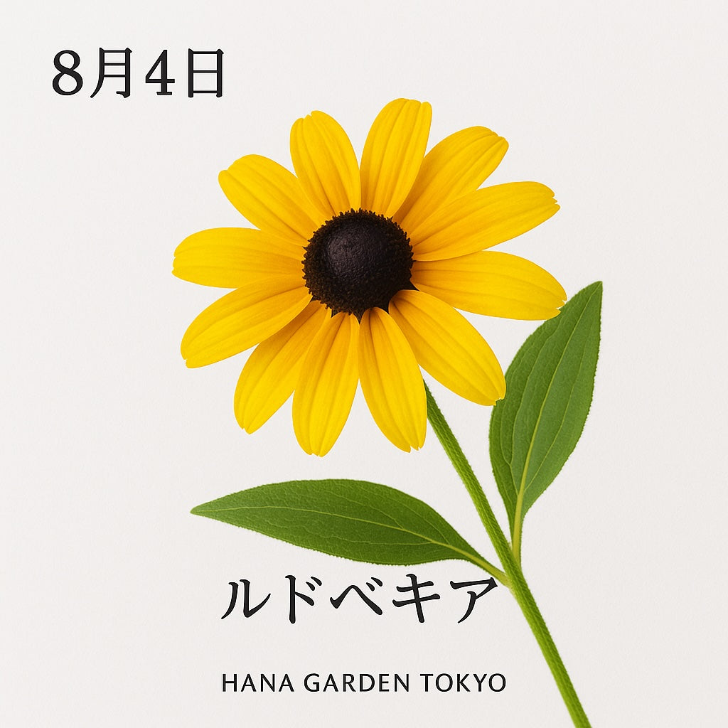 8月4日の誕生花はルドベキア｜太陽のような明るさと力強さを届ける花