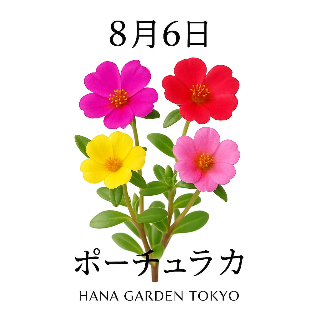 8月6日の誕生花はポーチュラカ｜太陽の光に応えて咲く、夏の小さな宝石