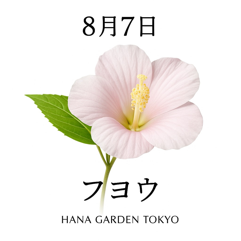 8月7日の誕生花はフヨウ｜やさしさと清楚さをたたえた夏の美しさ