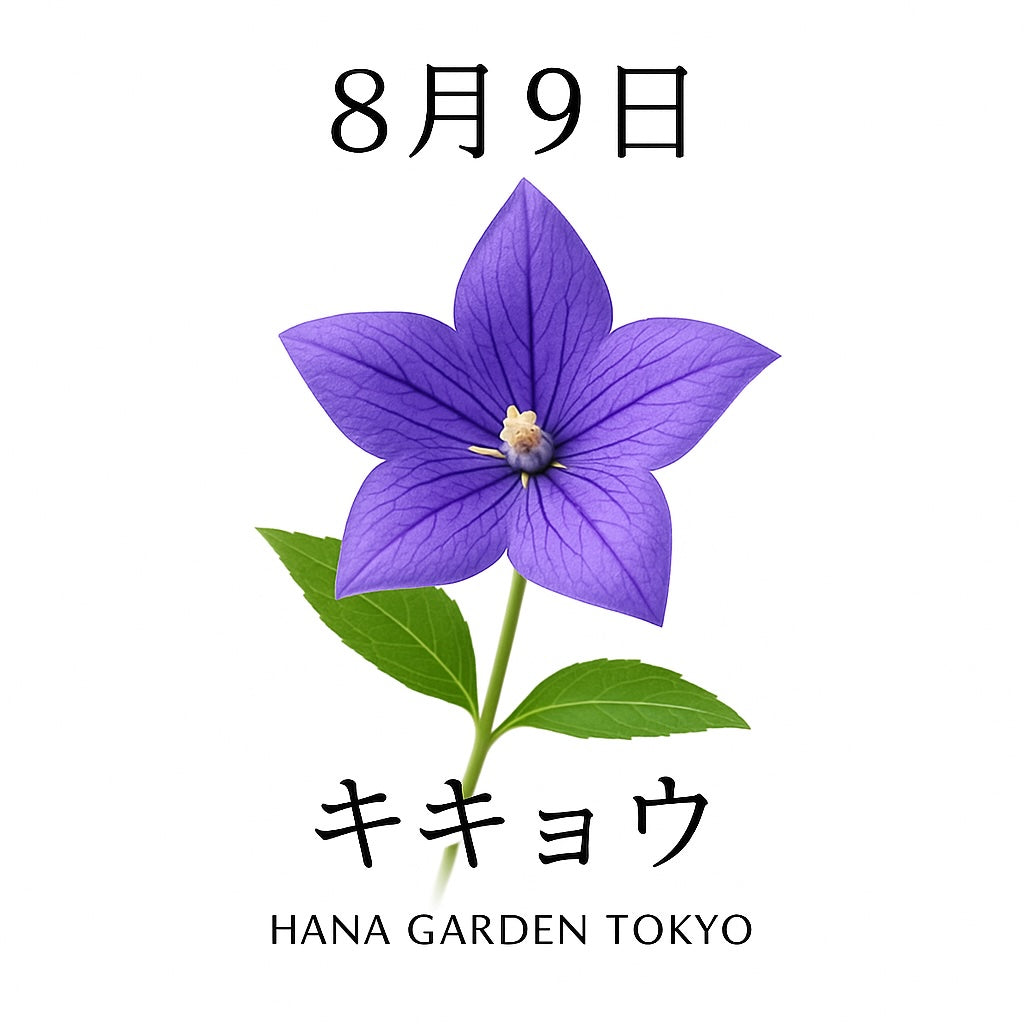 8月9日の誕生花はキキョウ｜凛とした美しさと誠実な心を象徴する花