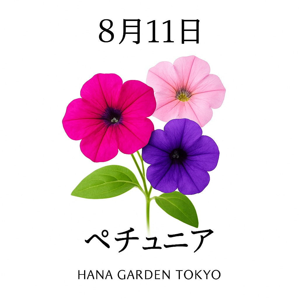 8月11日の誕生花はペチュニア｜彩り豊かに咲き続ける夏の人気花