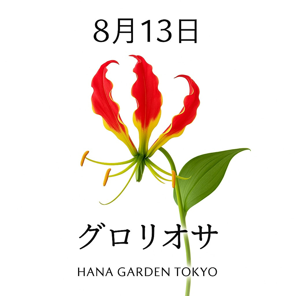 8月13日の誕生花はグロリオサ｜炎のように華やかな花姿が魅力