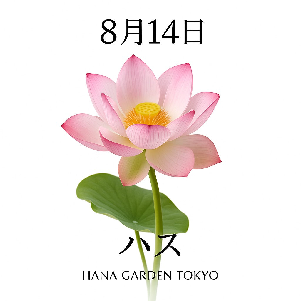 8月14日の誕生花はハス｜清らかさと神秘を象徴する水辺の花