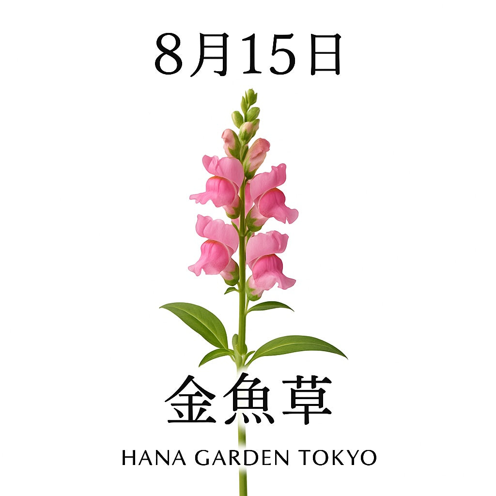 8月15日の誕生花はキンギョソウ｜可愛らしい花姿に秘められた強さ