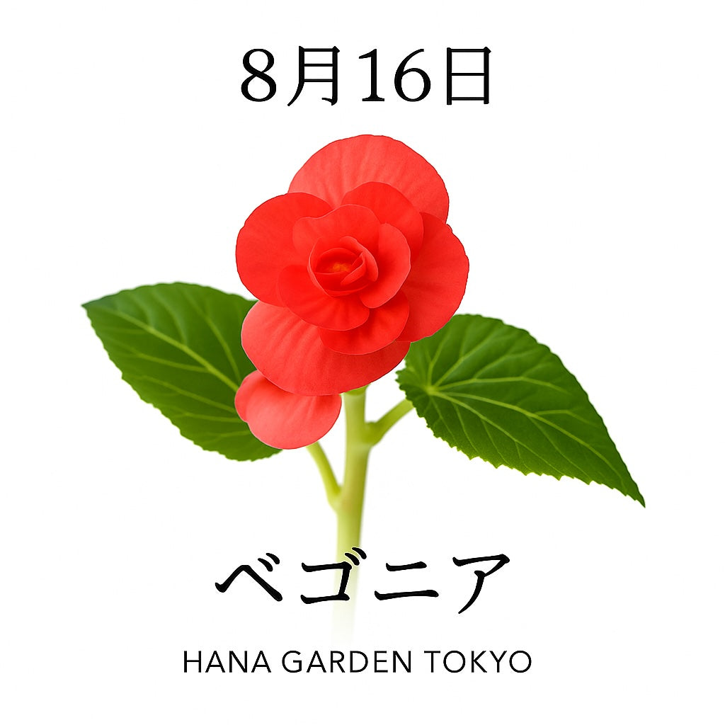 8月16日の誕生花はベゴニア｜可憐な姿で心を和ませる花