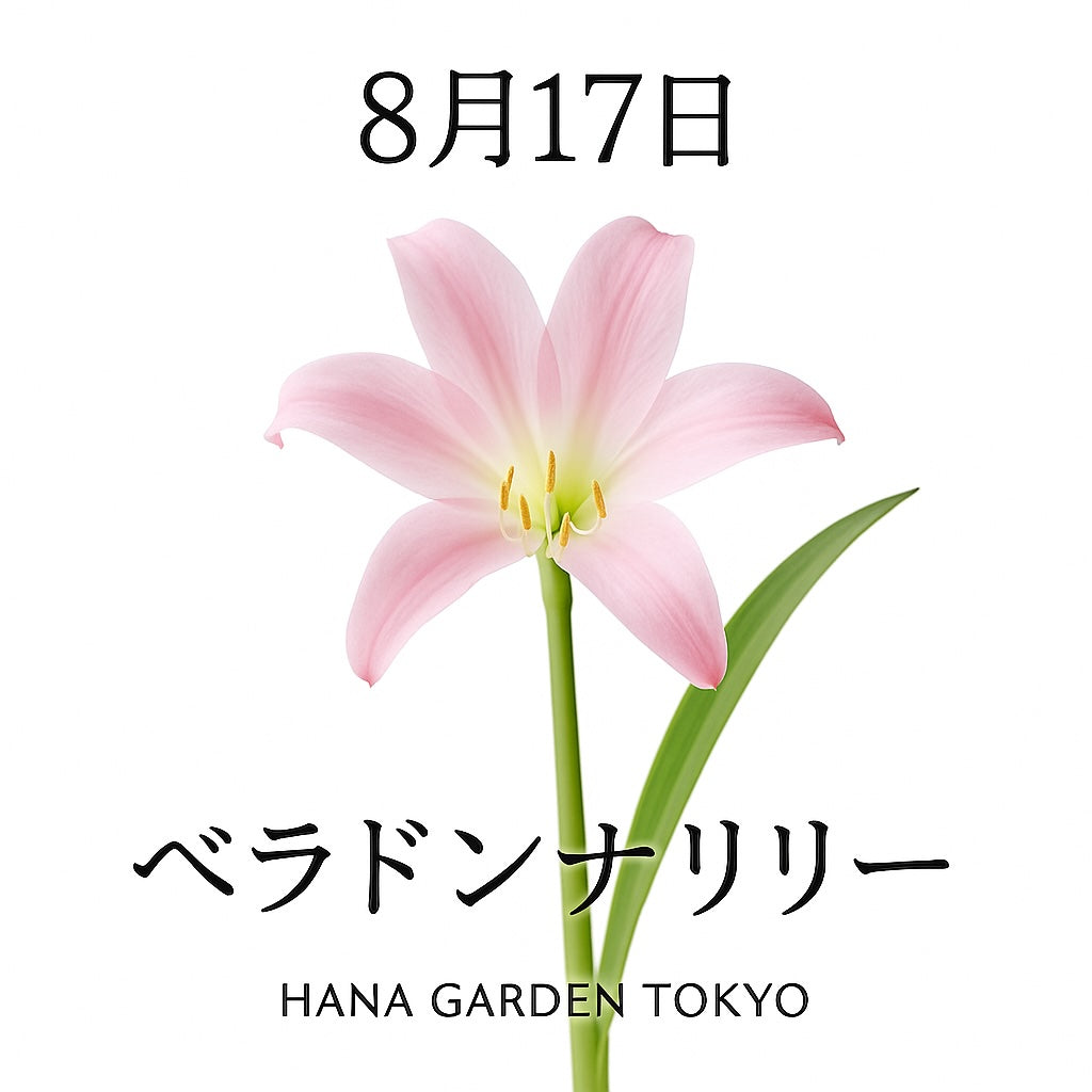 8月17日の誕生花はベラドンナリリー｜気品あふれる夏のエレガンス