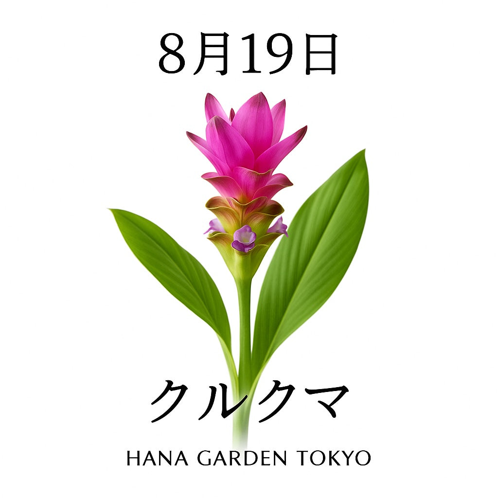 8月19日の誕生花はクルクマ｜個性的な花姿が魅力のトロピカルフラワー