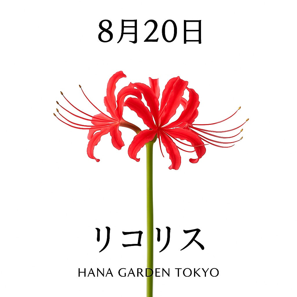 8月20日の誕生花はリコリス｜神秘的な美しさで人を惹きつける花