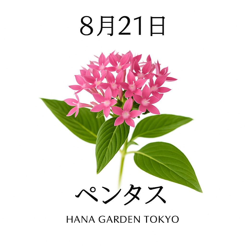 8月21日の誕生花はペンタス｜星型の花が輝きを届ける小さな希望の象徴