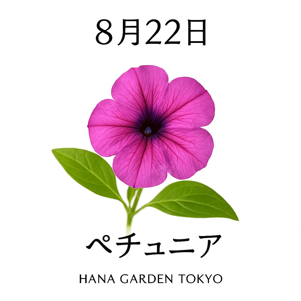 8月22日の誕生花はペチュニア｜優しさと心のやすらぎを届ける花