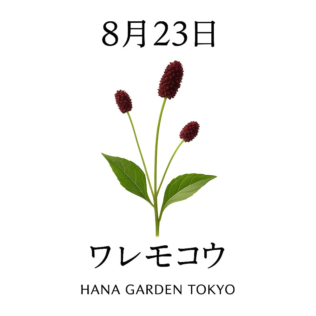 8月23日の誕生花はワレモコウ｜控えめで趣のある日本の秋草