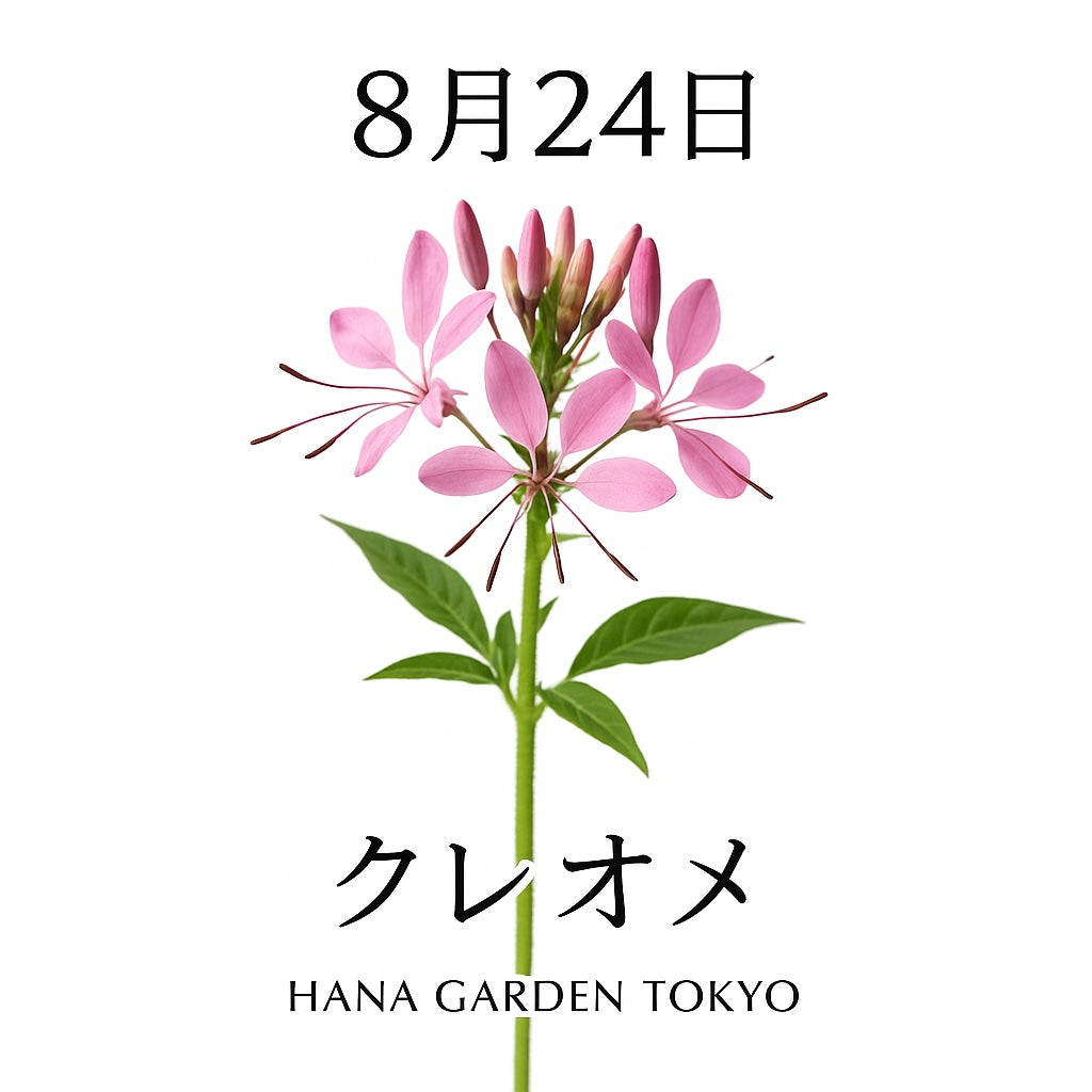 8月24日の誕生花はクレオメ｜蝶が舞うように咲く優雅な花