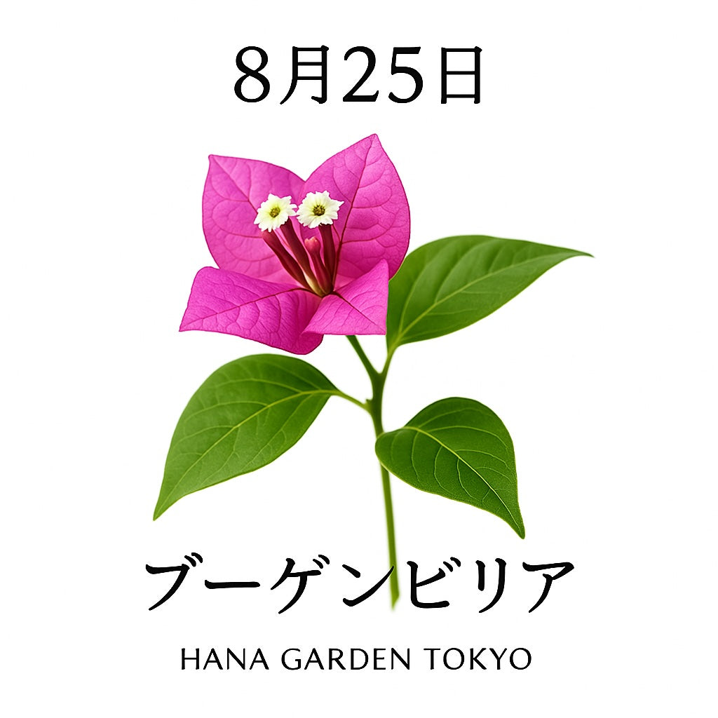 8月25日の誕生花はブーゲンビリア｜鮮やかな色彩で彩る南国の花