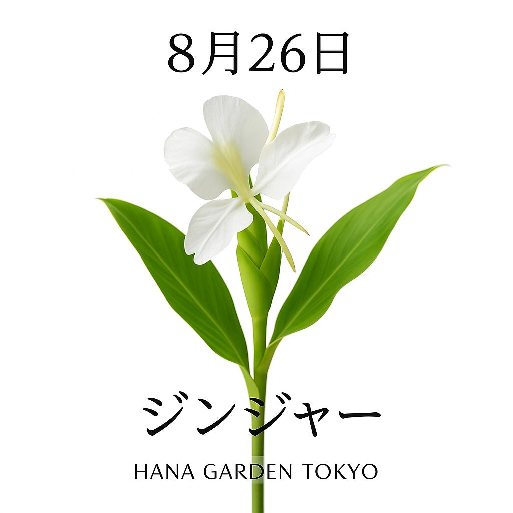 8月26日の誕生花はジンジャー｜香り高く気品あふれる南国の花