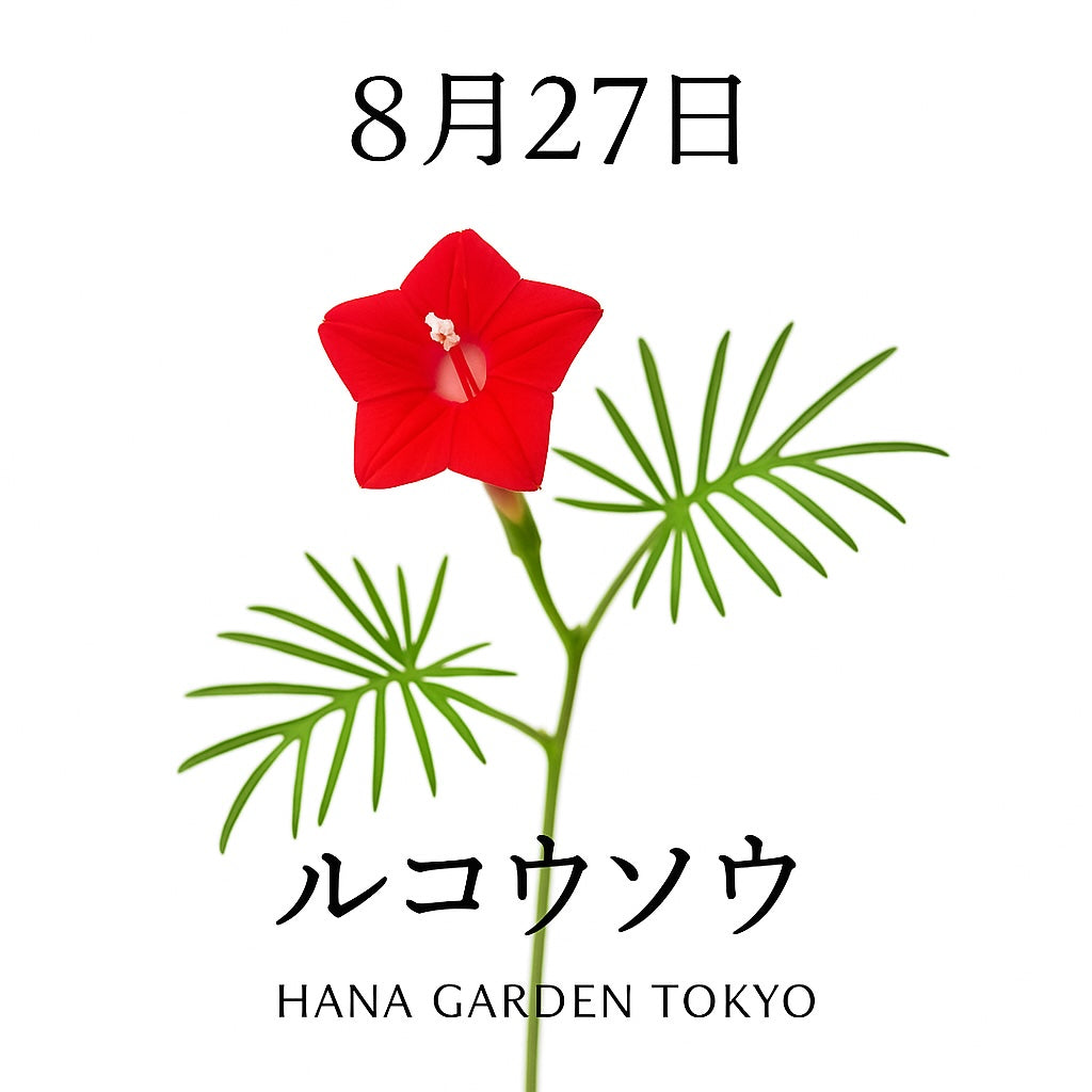 8月27日の誕生花はルコウソウ｜星のように咲く可憐な花