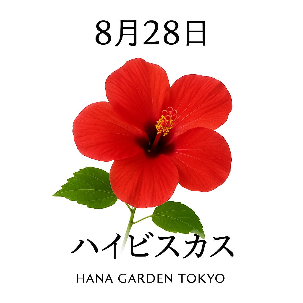 8月28日の誕生花はハイビスカス｜南国の太陽に映える情熱の花