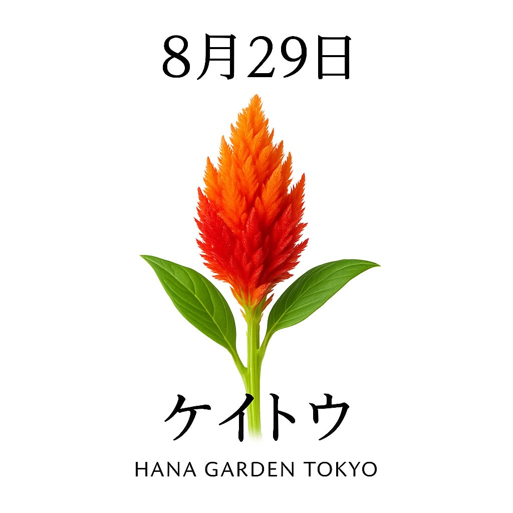 8月29日の誕生花はケイトウ｜燃えるような色彩で魅せる花