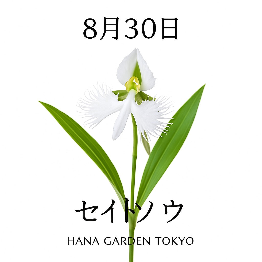 8月30日の誕生花はサギソウ｜純白の羽を広げるように咲く優雅な花