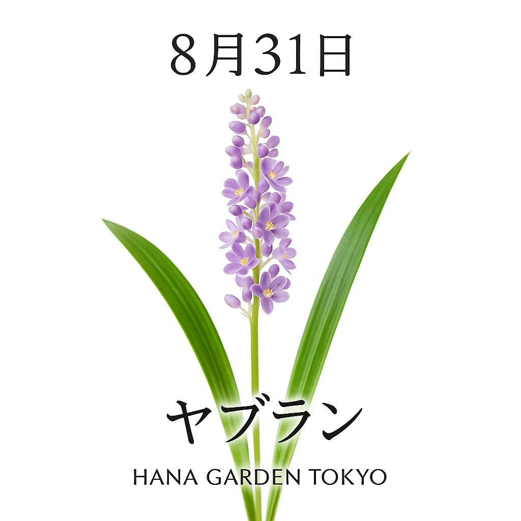 8月31日の誕生花はヤブラン｜落ち着きと品格を備えた紫の小花