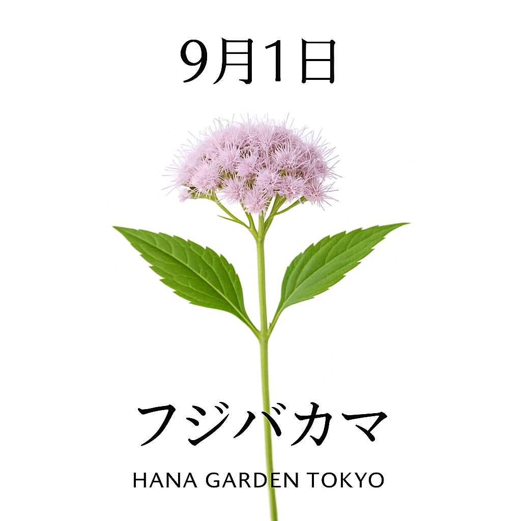9月1日の誕生花はフジバカマ｜秋を告げる可憐な山野草
