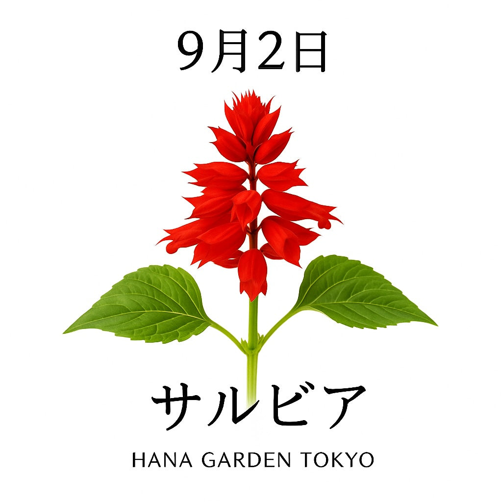 9月2日の誕生花はサルビア｜燃えるような赤が印象的な夏から秋の花
