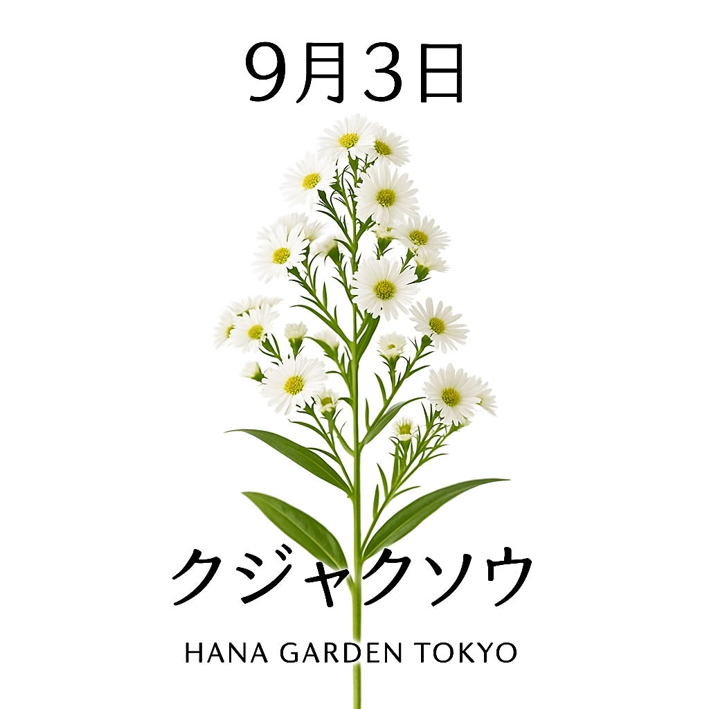 9月3日の誕生花はクジャクソウ｜小さな花が集まり咲く可憐な秋の花