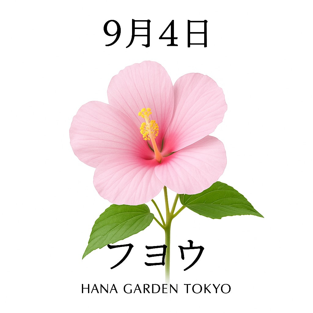 9月4日の誕生花はフヨウ｜朝に咲き夕方にしぼむ一日花