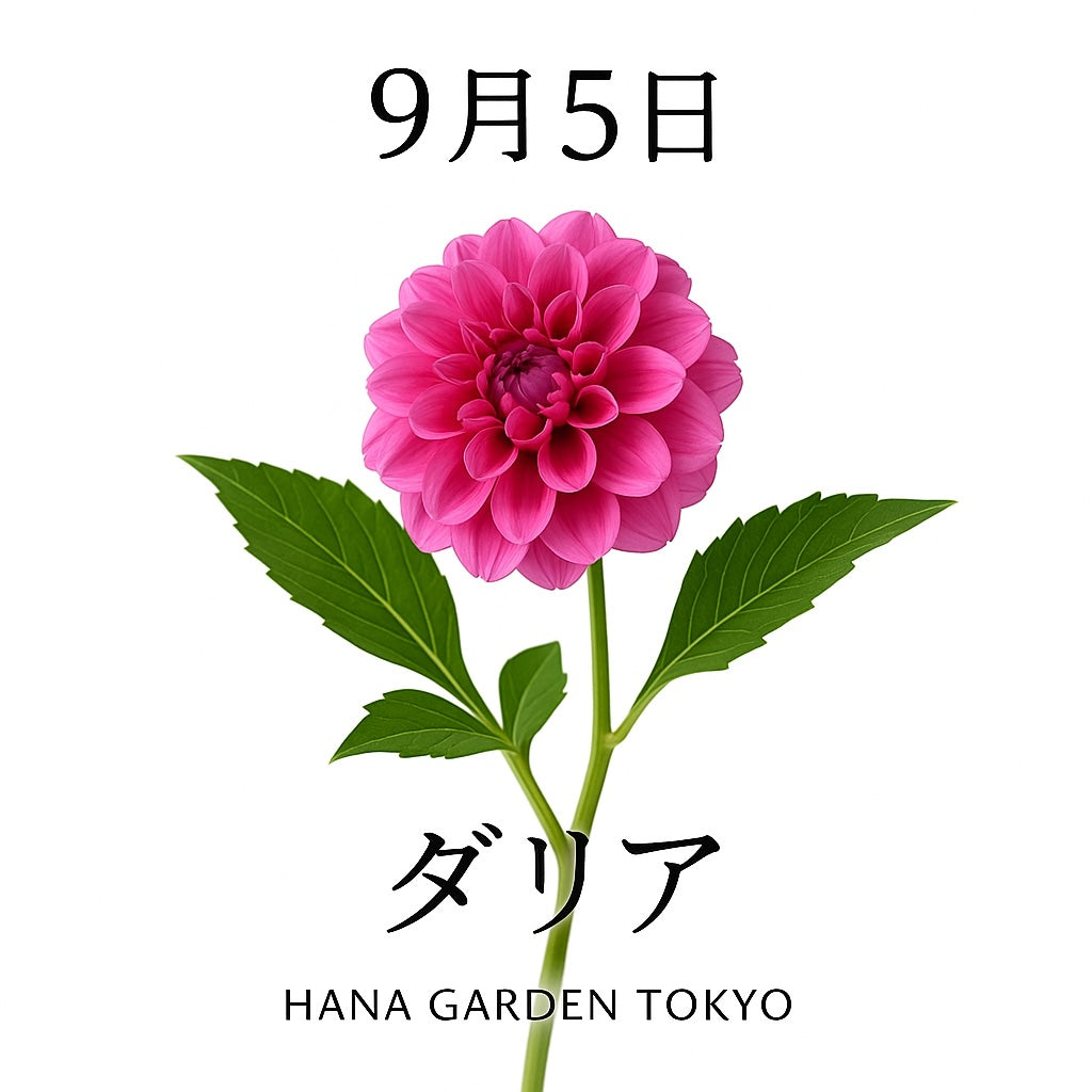 9月5日の誕生花はダリア｜華麗さと存在感を放つ花