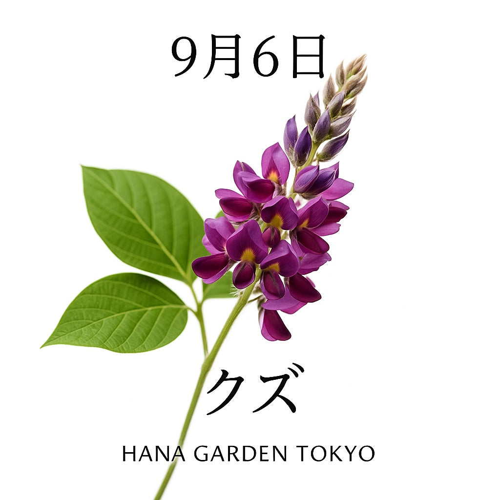 9月6日の誕生花はクズ｜力強くつるを伸ばす野の花