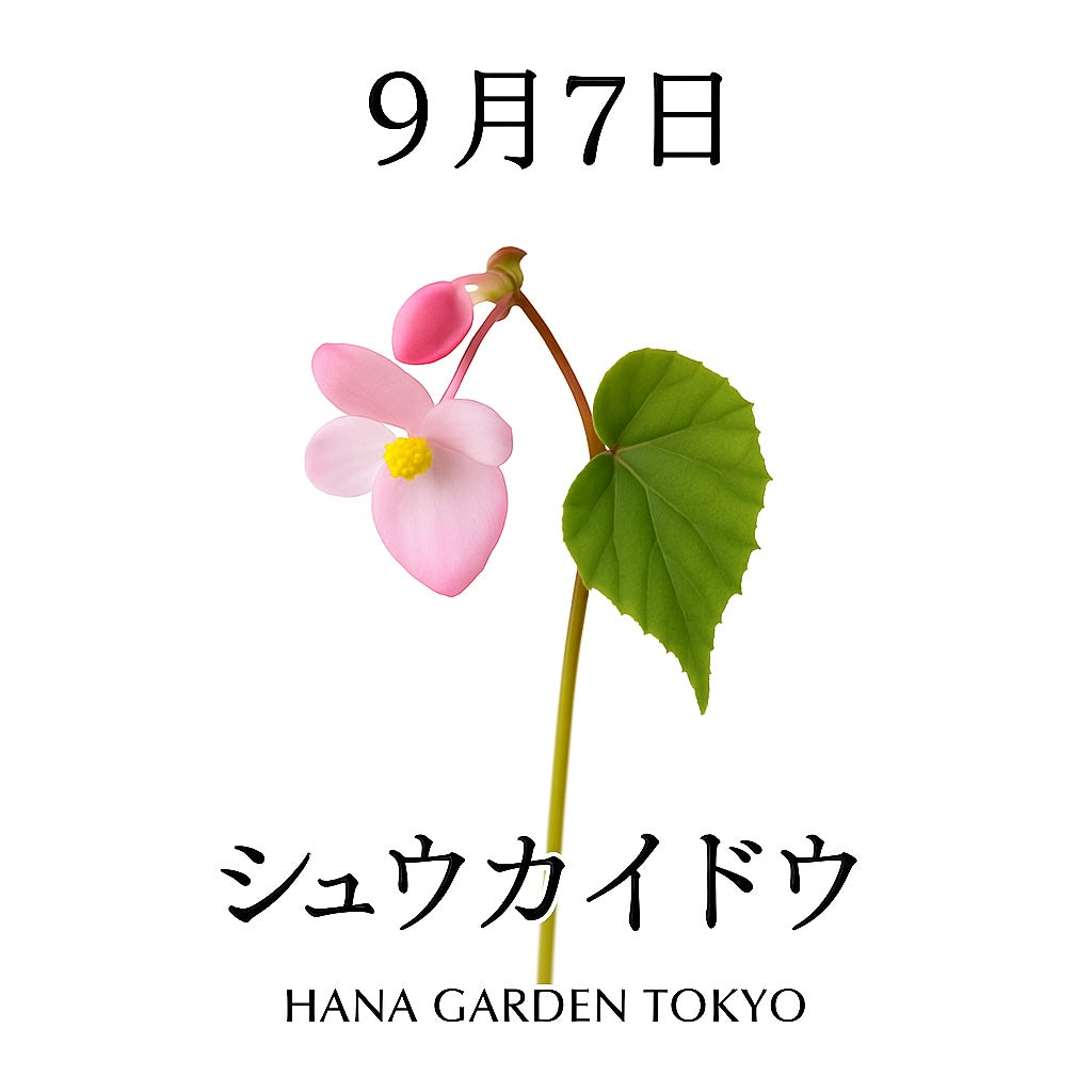 9月7日の誕生花はシュウカイドウ｜秋を彩る可憐なピンクの花