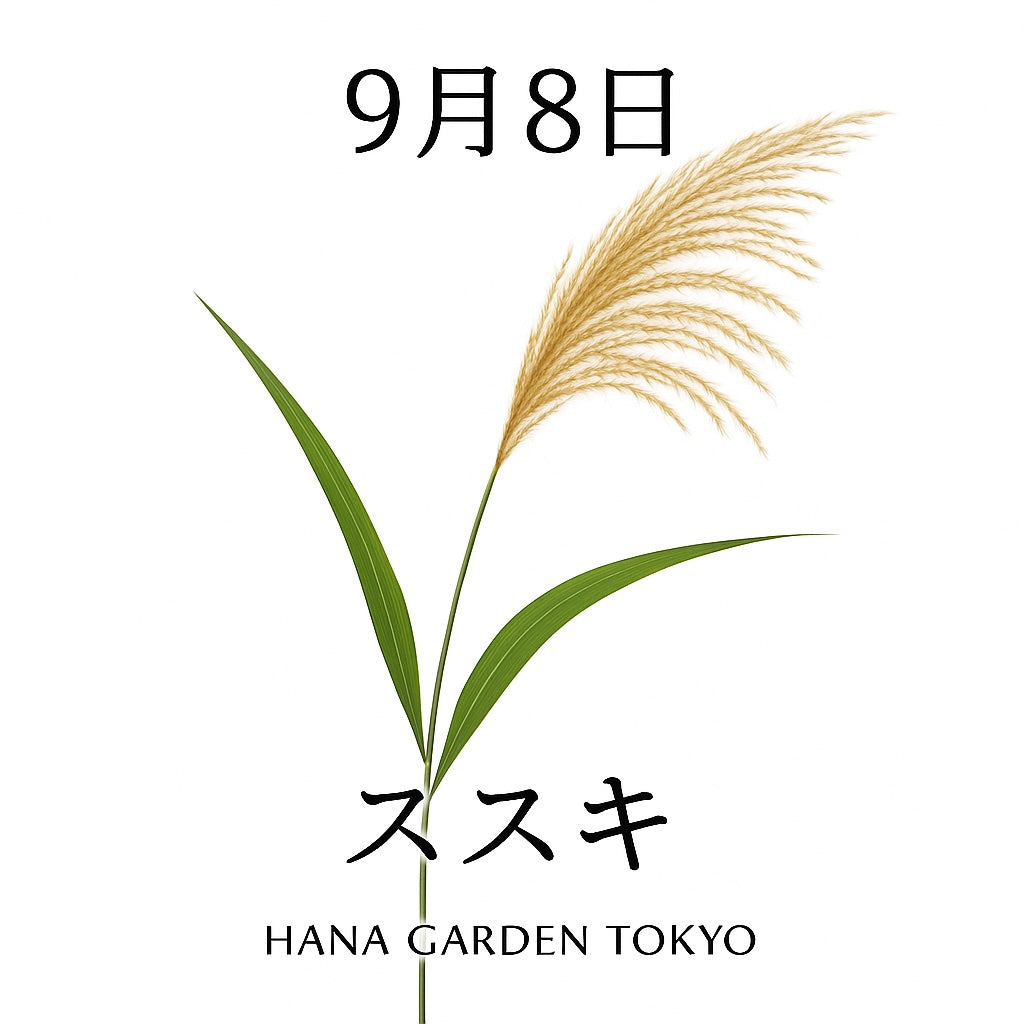 9月8日の誕生花はススキ｜秋風に揺れる日本の風情ある草