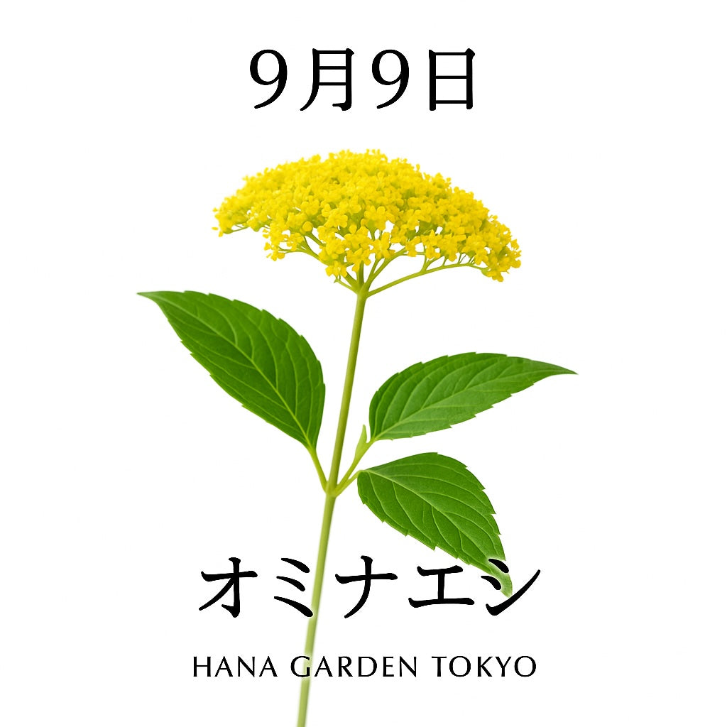 9月9日の誕生花はオミナエシ｜秋の七草に数えられる優雅な花