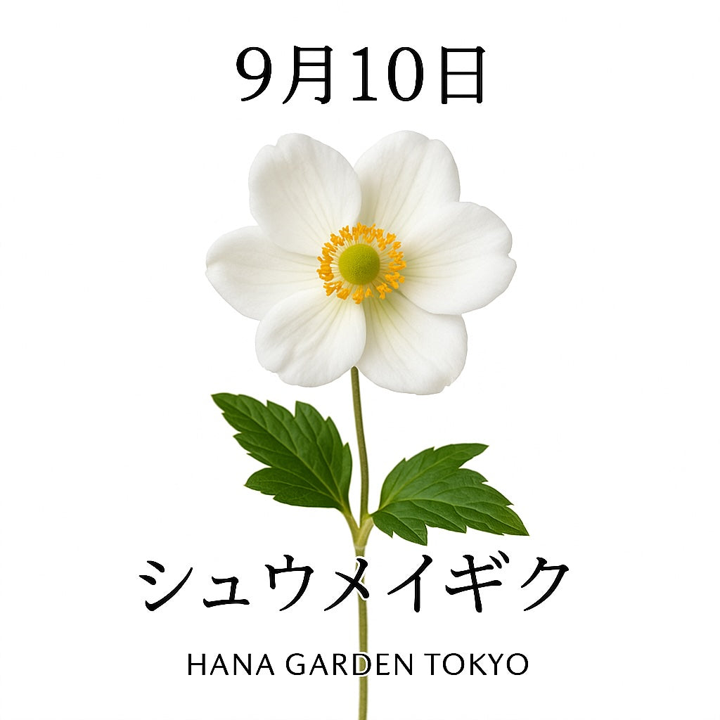 9月10日の誕生花はシュウメイギク｜秋風に揺れる清楚な花 – HANA