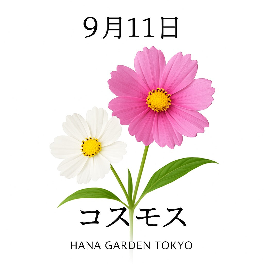 9月11日の誕生花はコスモス｜秋桜とも呼ばれる可憐な花
